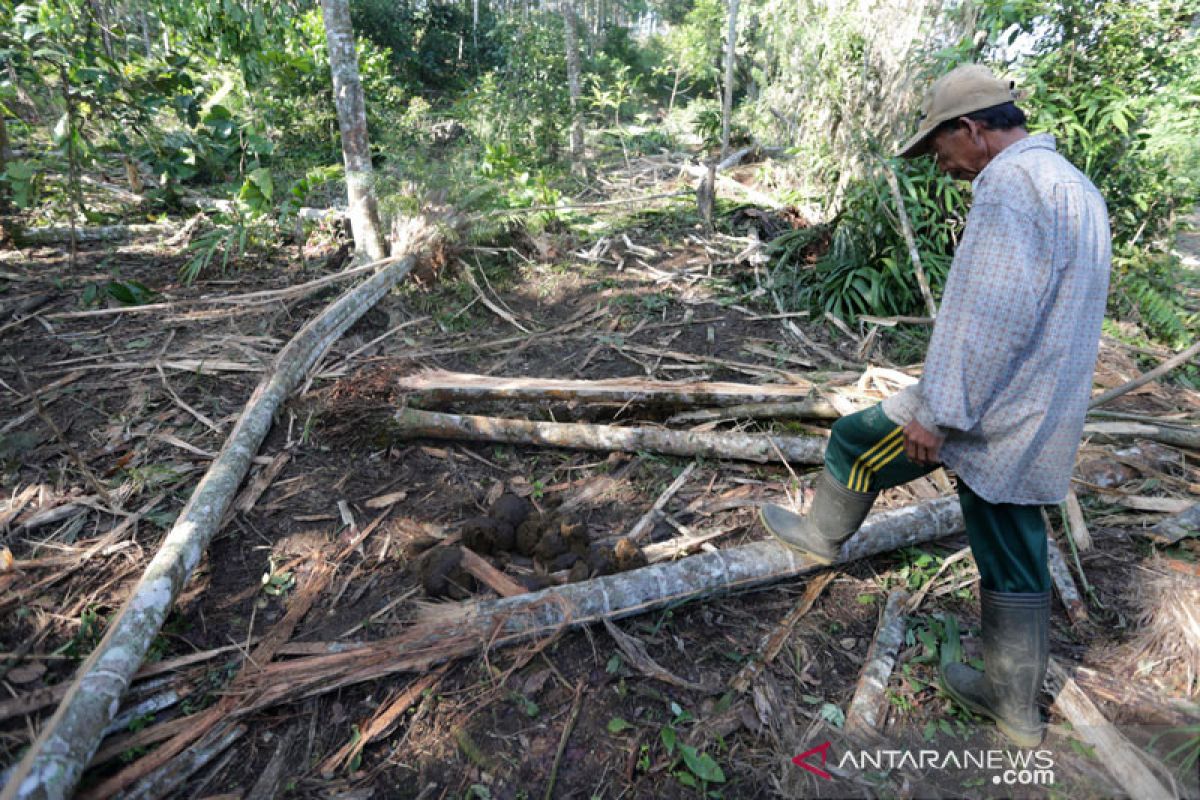32 gajah liar rusak belasan hektare kebun warga di Aceh