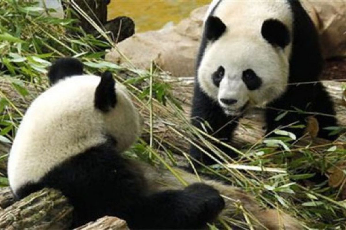 Setelah insiden Festival es, di Beijing panda nyaris terkam pengunjung