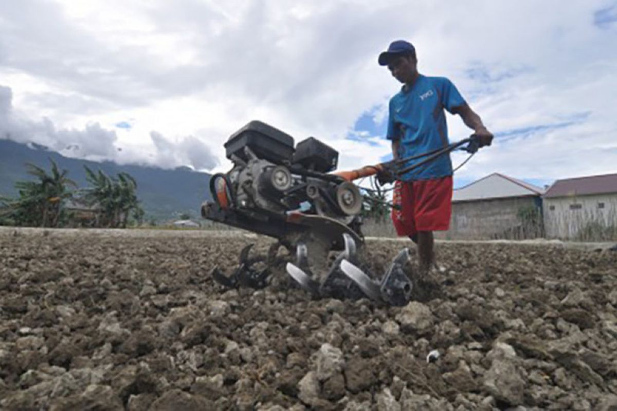 Petani di Palu kembali garap lahan pertanian