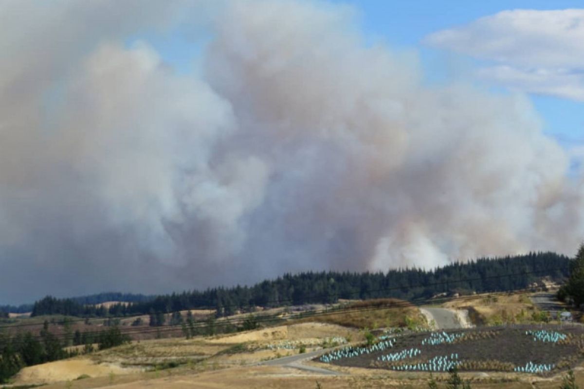 Kebakaran hutan Selandia Baru belum tunjukkan tanda mereda
