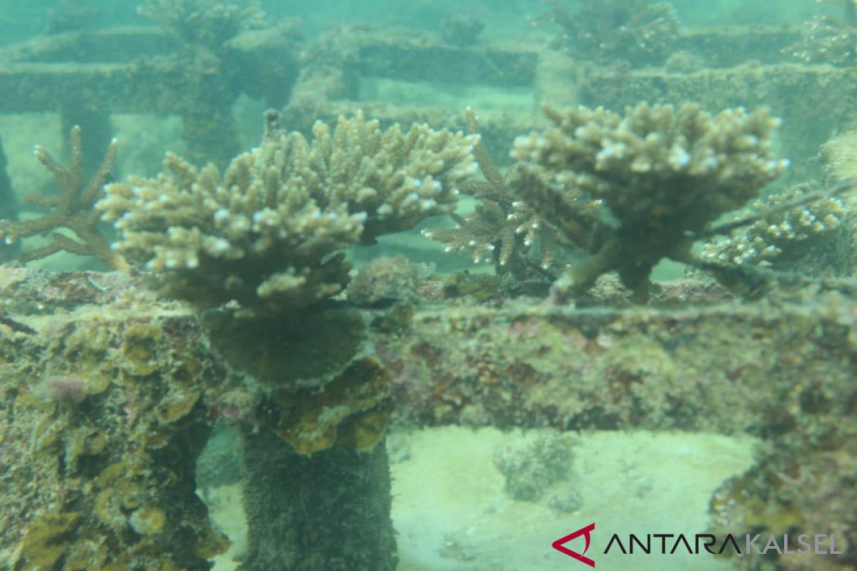 Coal company monitors coral reefs