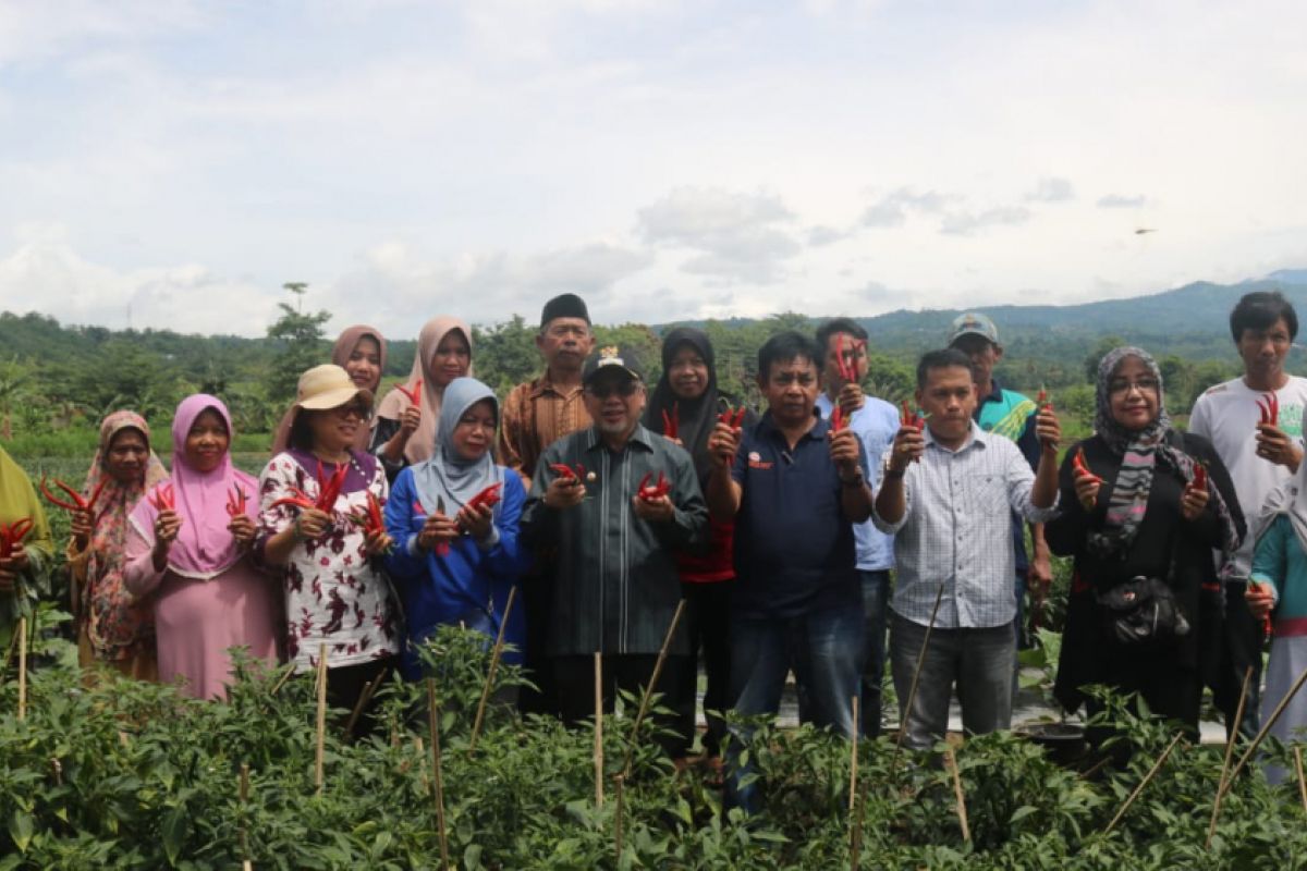 Petani  Bantaeng raup untung program pengembangan cabai