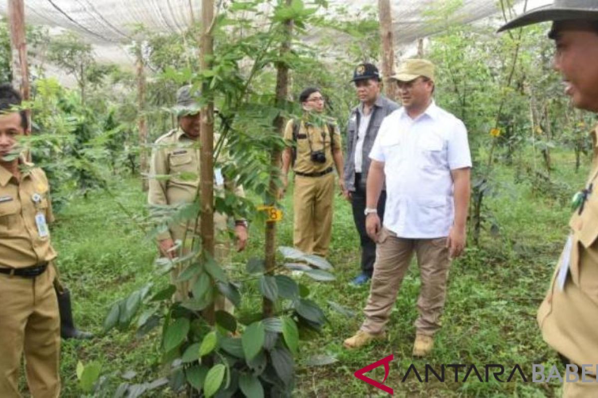 Gubernur Babel tinjau proses penangkaran bibit lada