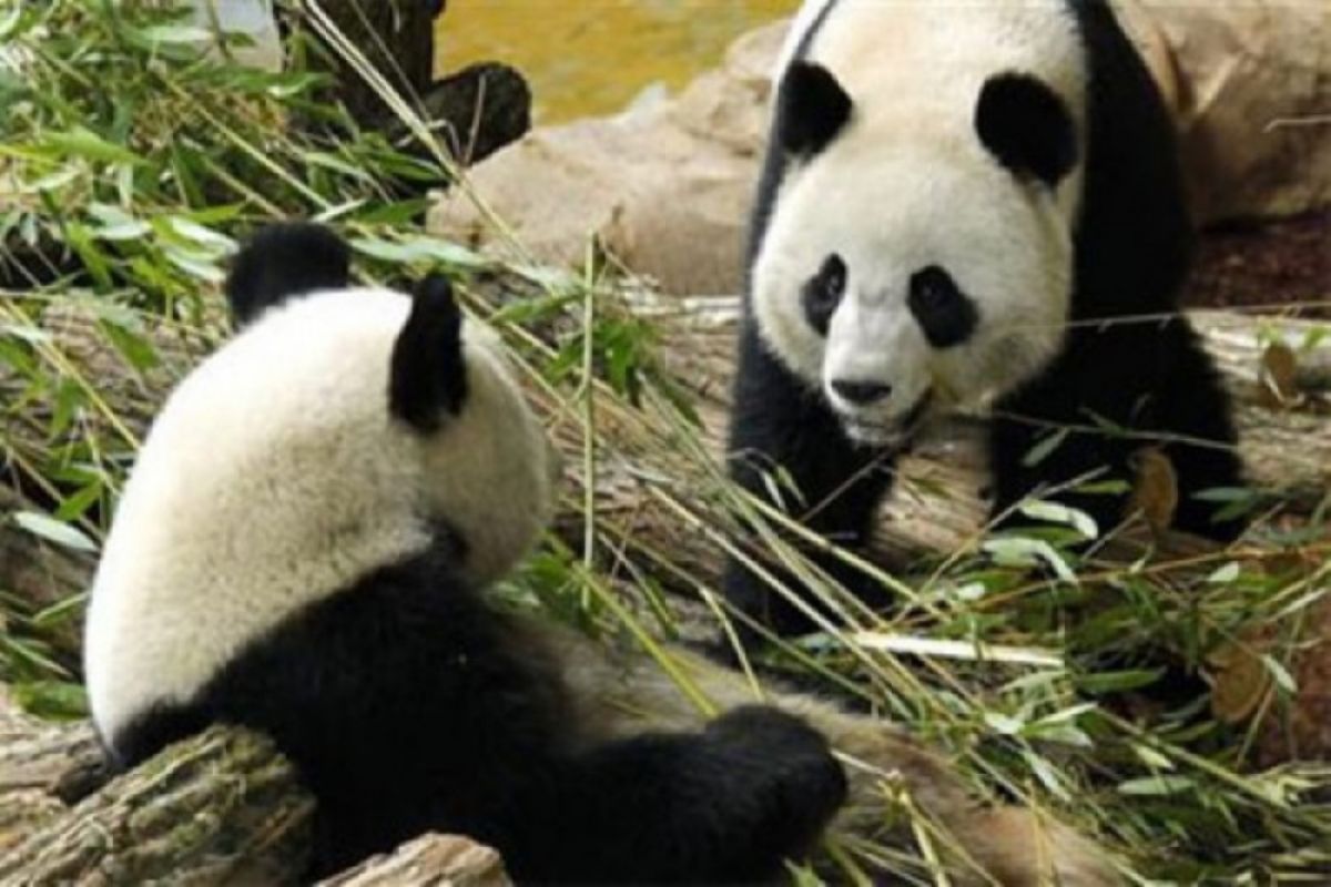 Panda Cengdu nyaris terkam pengunjung Festival Es Beijing
