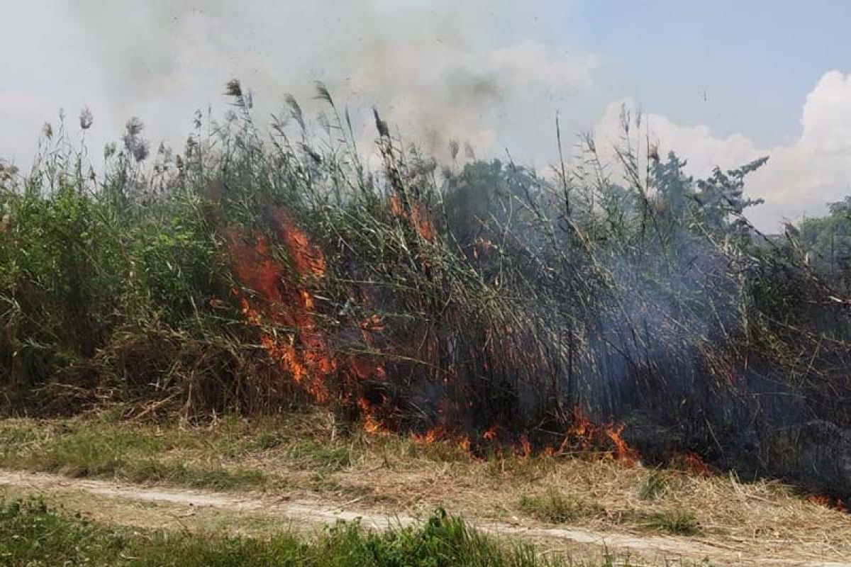 Kebakaran lahan mulai terjadi di Lhokseumawe