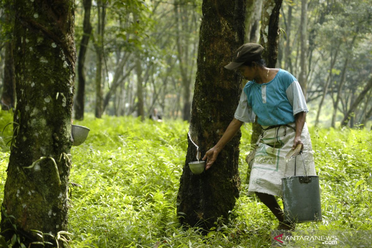 Three ASEAN rubber producing countries agree to reduce rubber exports