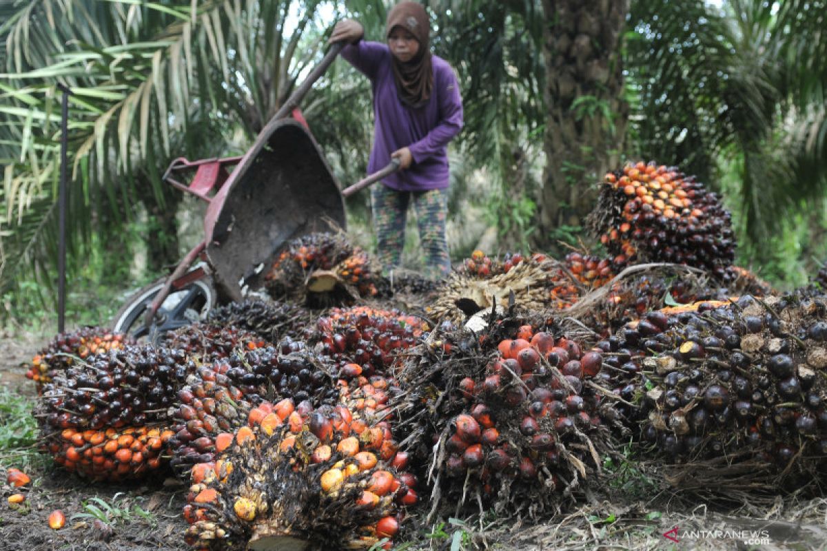 Pasokan minyak nabati 2019 naik, permintaan minyak sawit global terancam anjlok