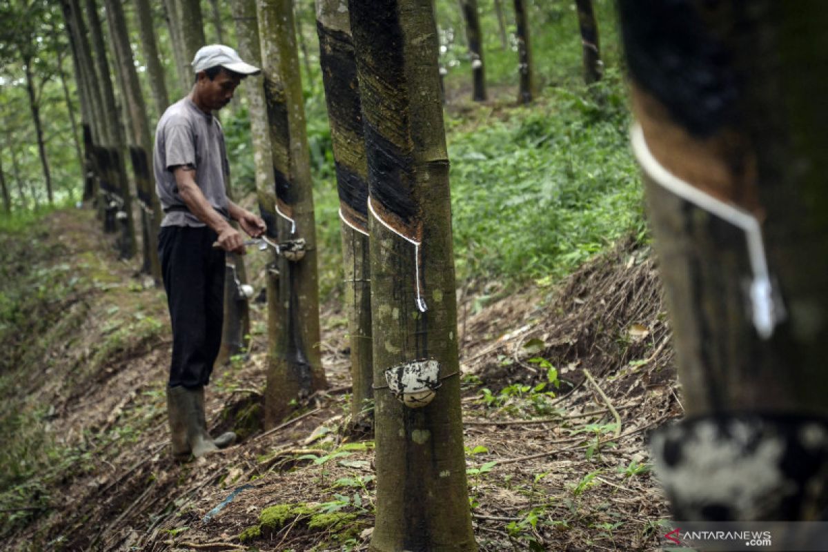 Government to subsidize rubber growers: governor