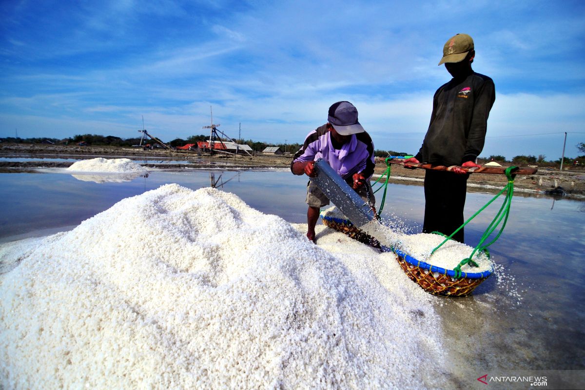 Petani garam rakyat fokus intensifikasi dorong produksi
