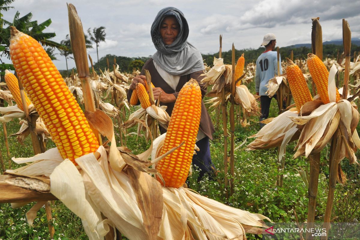 Konsumsi beras berlebih, Kementan inisiasi diversifikasi pangan