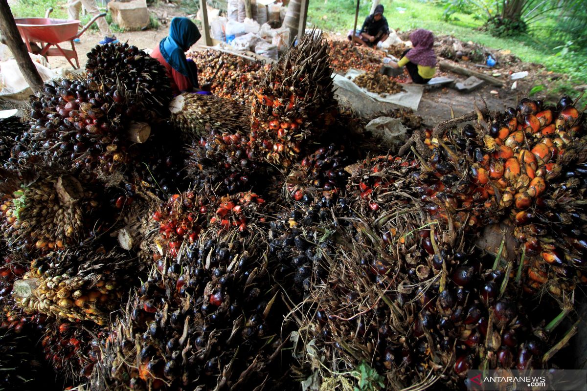 RSPO: Pekerja perempuan di perkebunan sawit perlu payung hukum