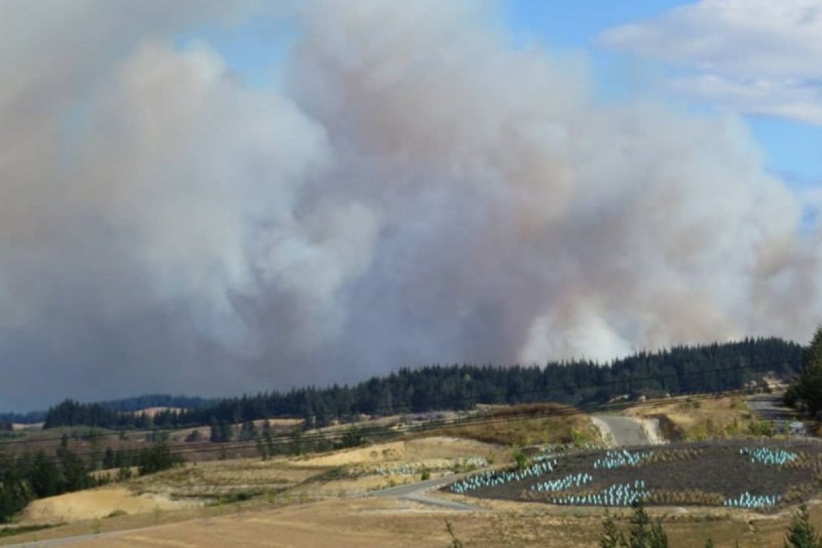 Setelah Sepekan, Kebakaran hutan Selandia Baru belum tunjukan tanda mereda