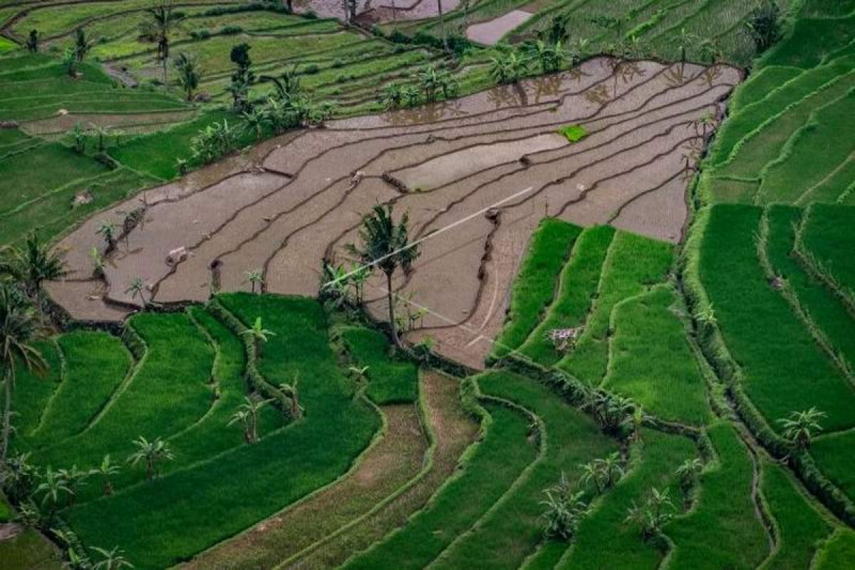 Setahun Jokowi-Ma'ruf, urgensi membenahi data pangan Indonesia