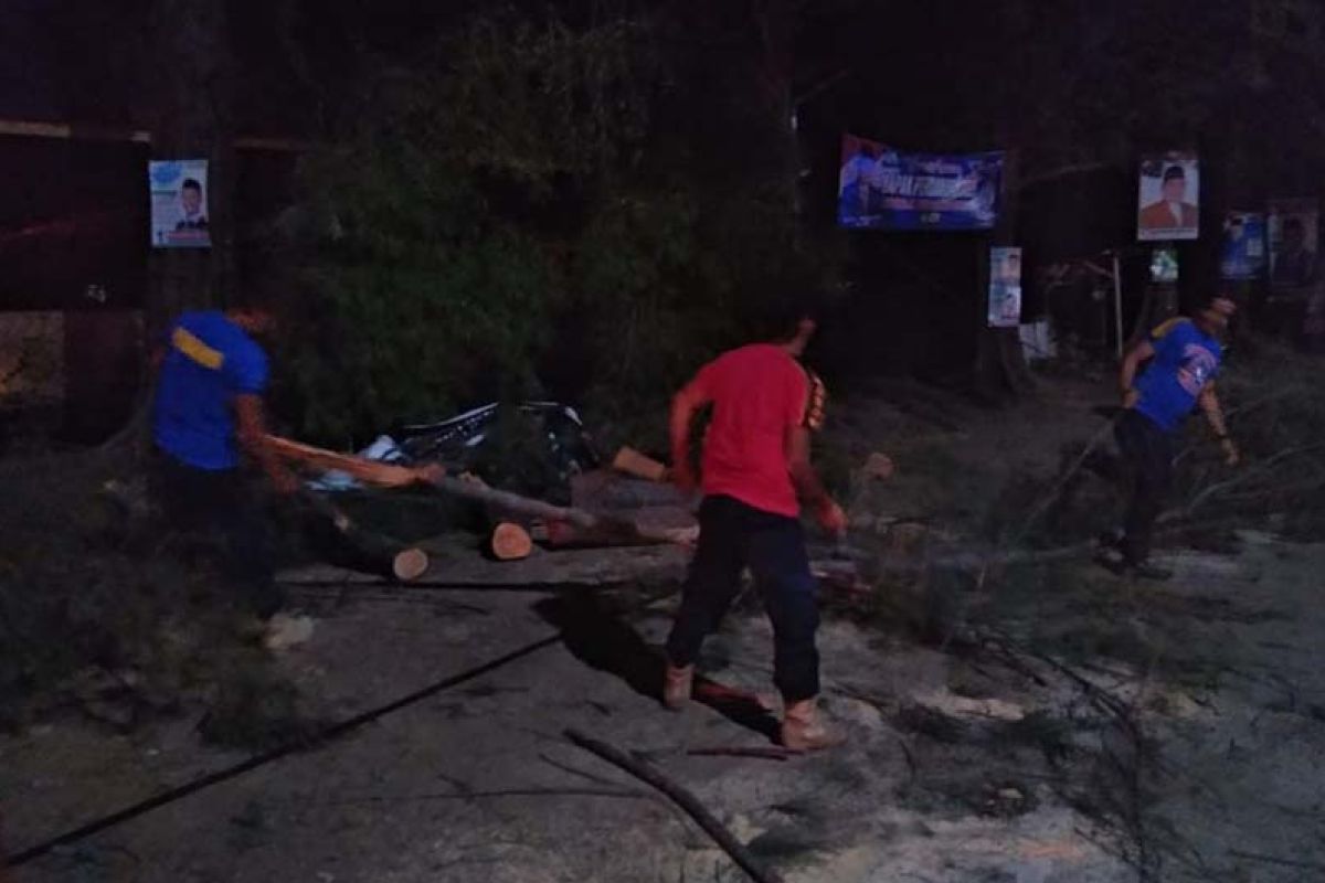 Angin kencang tumbangkan pohon cemara di Aceh Besar