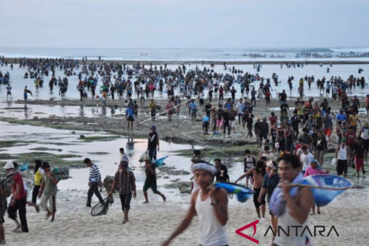 Tradisi "bau nyale" dan upaya membangkitkan pariwisata Lombok