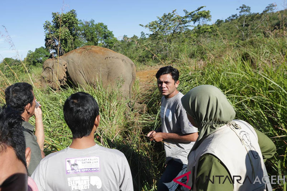 Gajah jinak diserang gajah liar