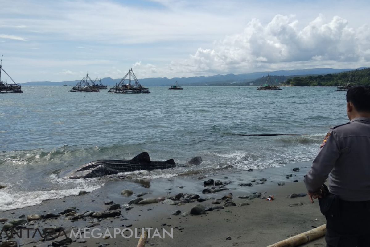 Hiu Paus terdampar di laut Palabuhanratu Sukabumi