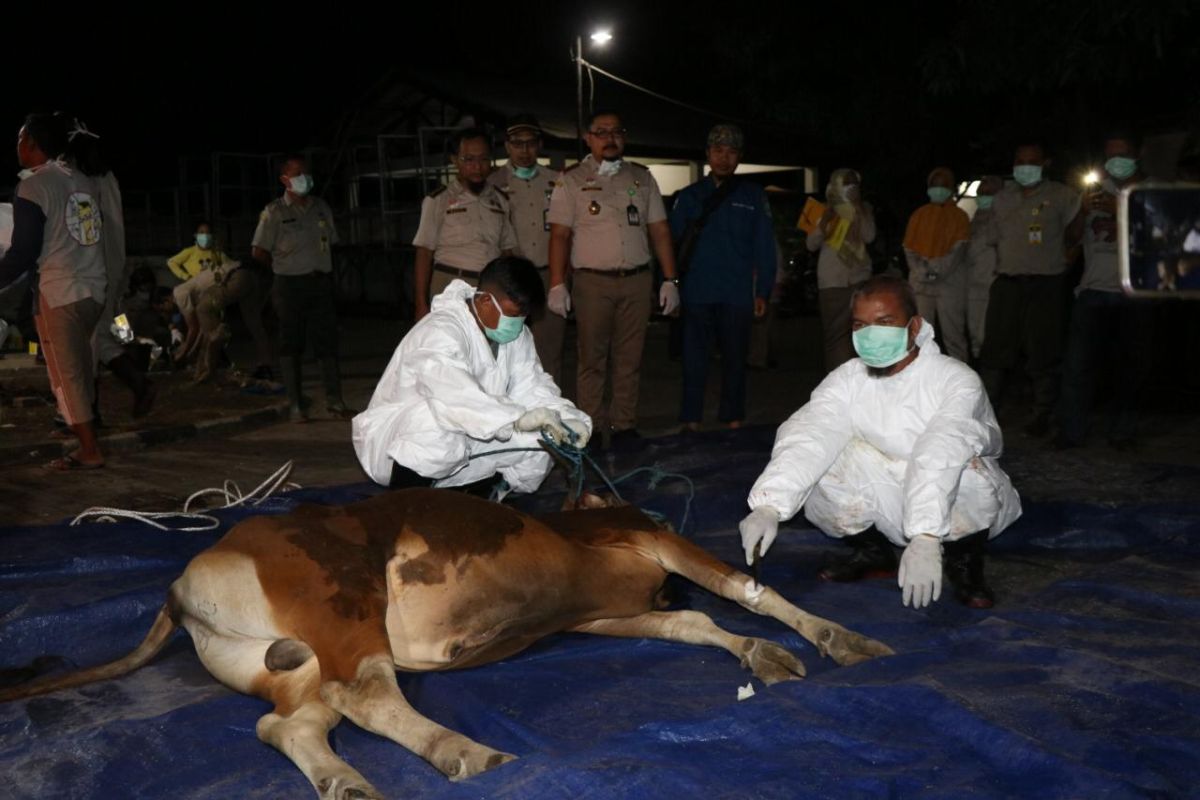 Badan Karantina Pertanian cegah penyakit brucellosis pada sapi