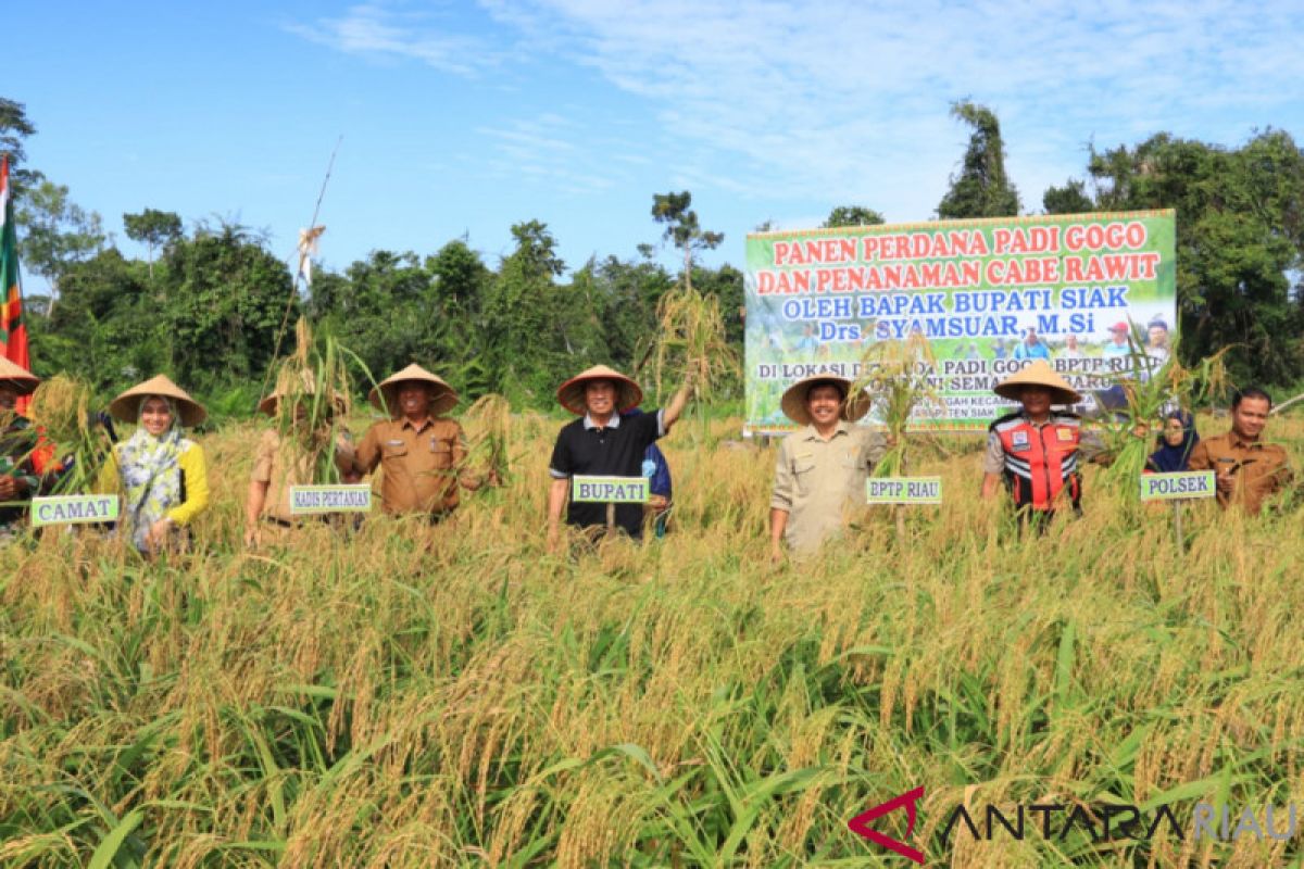 Bupati Siak ikut panen raya lima ton padi