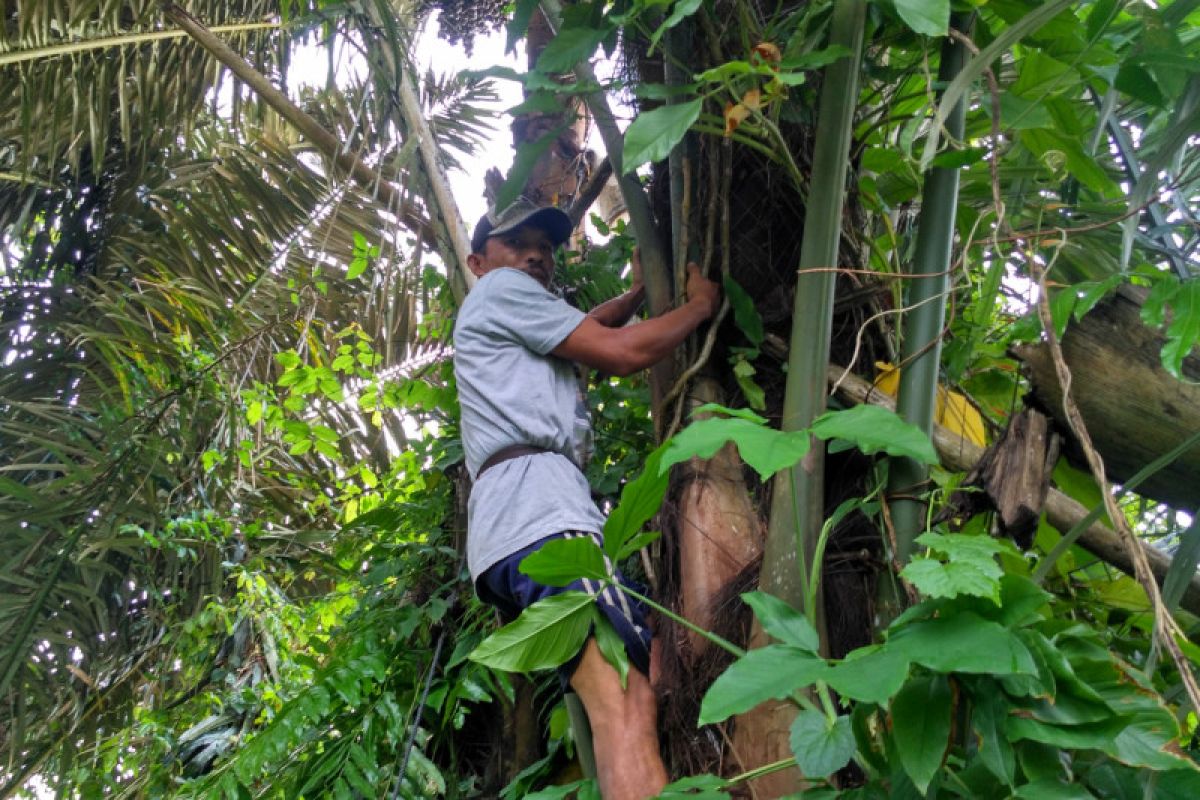 Petani aren di Batanghari harapkan perhatian pemerintah