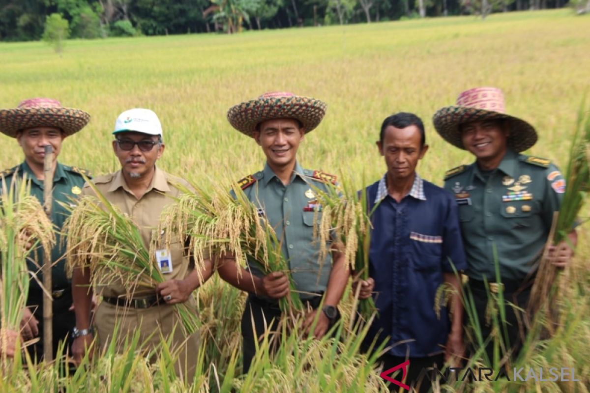 TNI's Sergap Team harvests with HST farmers