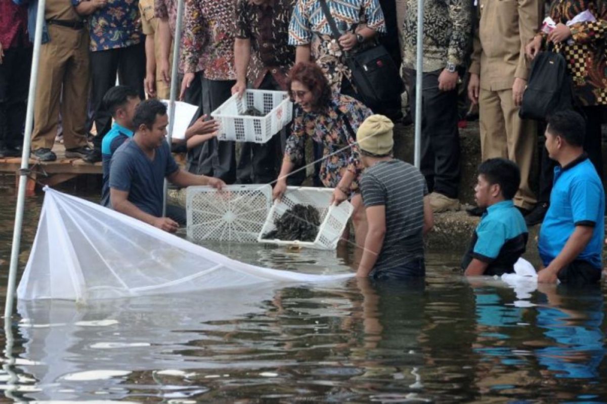 Menteri Susi tebar lobster di Danau Kerinci