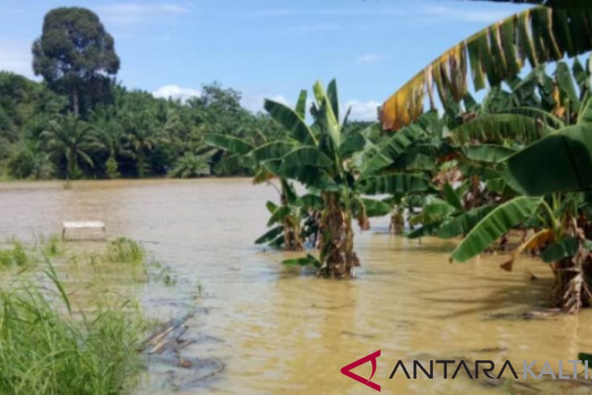 30 Hektar Lahan Padi di Paser Tergenang Banjir