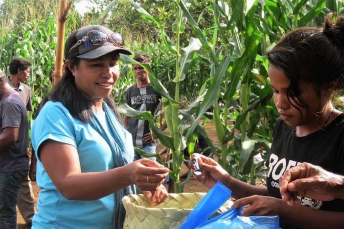 Petani Flores Timur pasarkan jagung ala supermarket