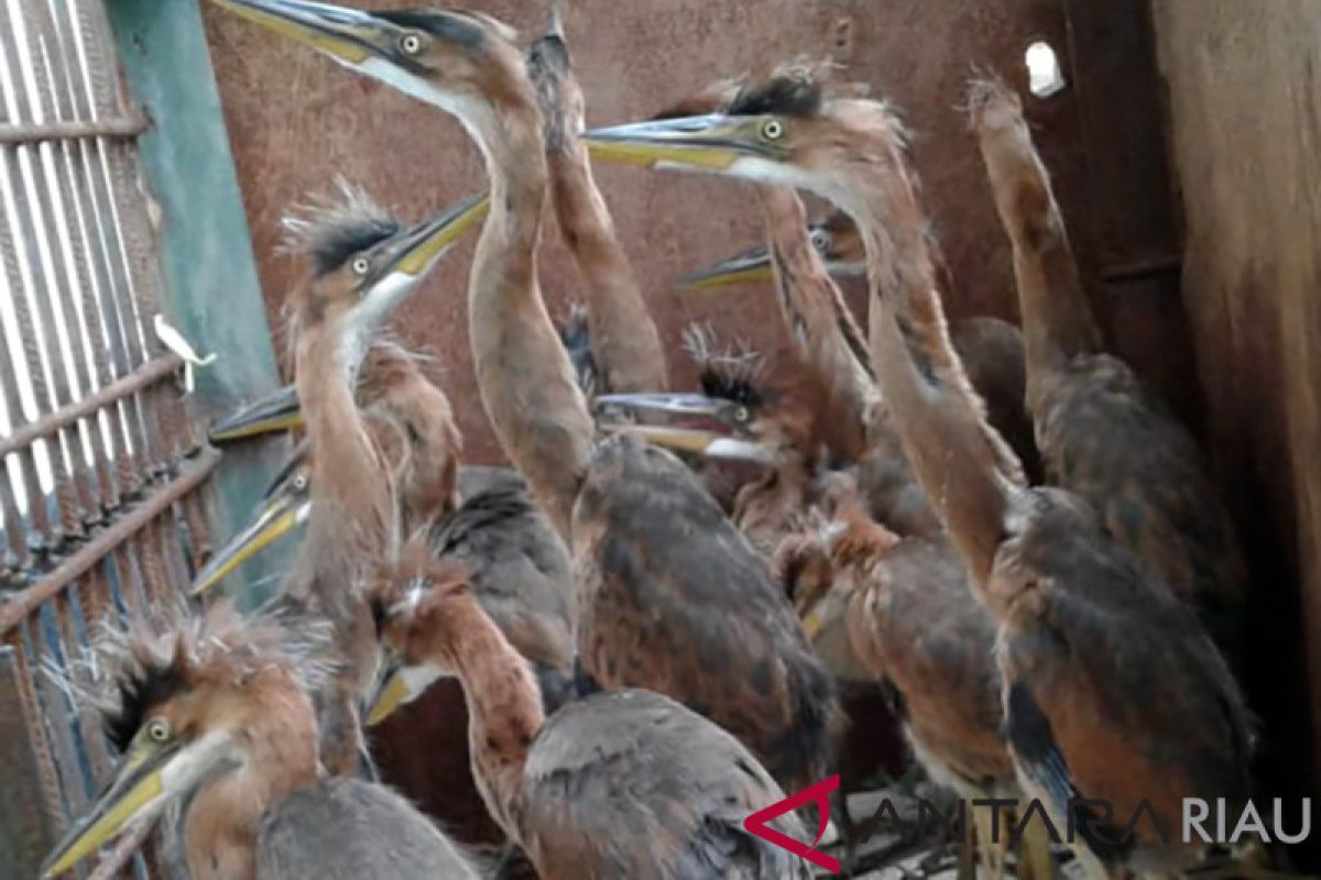 BBSKDA Riau Sita Burung Cangak Merah Dijual di Jalanan
