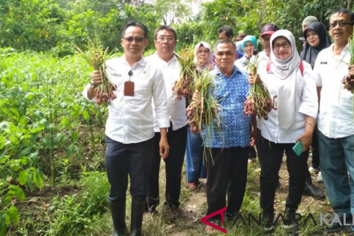 Gapoktan Sumber Makmur kembangkan bawang-tomat satu lahan