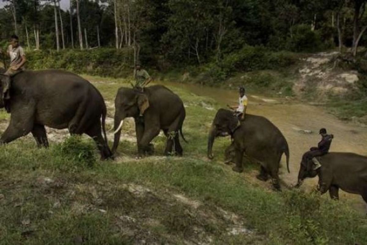 Tingginya konflik antara gajah dan manusia jadi dilema