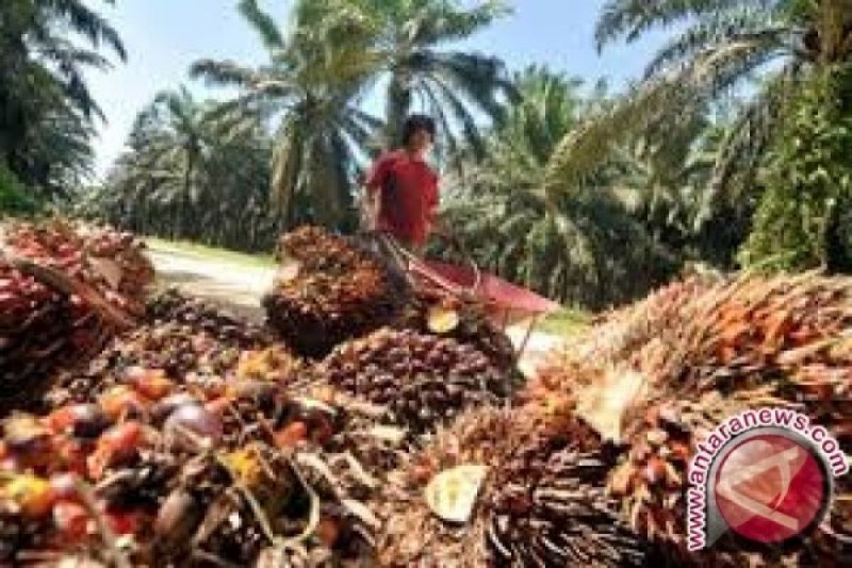 Harga sawit Riau turun Rp4,46/kg