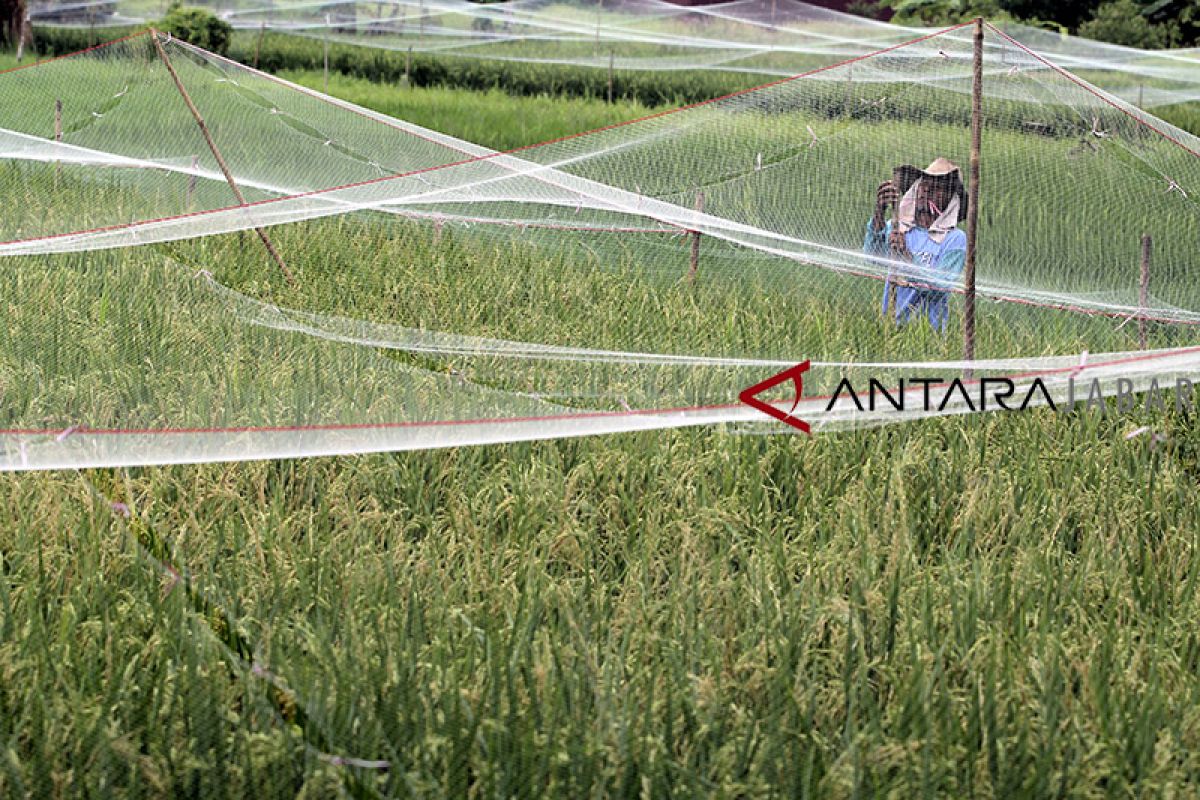 Kisah nyata petani Karawang, tekan biaya produksi sejak pakai pupuk organik