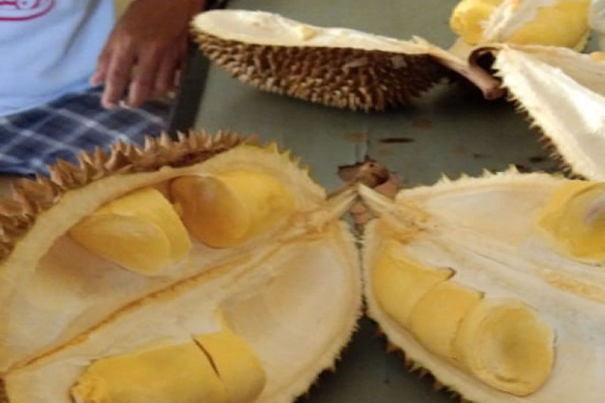 Durian ternyata nirkolesterol, justru kaya gizi