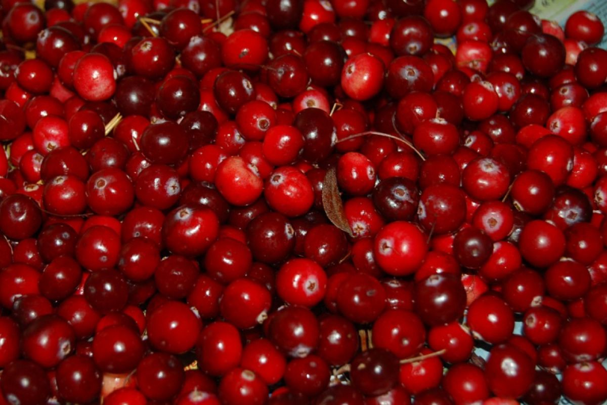 Khasiat cranberry bagi kesehatan kulit dan wajah