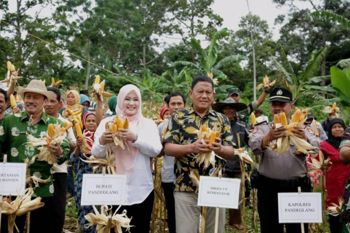 Bupati Pandeglang Apresiasi Produksi Jagung Meningkat