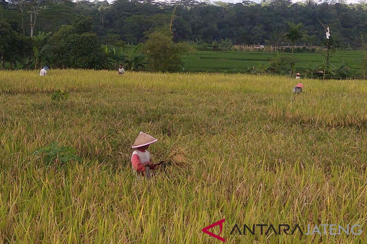 Banyumas segera masuki masa panen raya