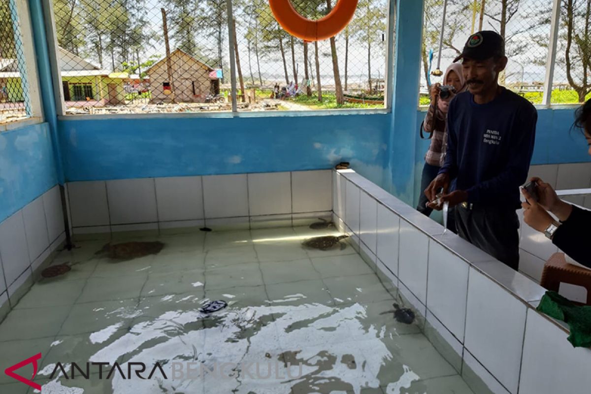 Nelayan Bengkulu Tengah tangkarkan empat jenis penyu