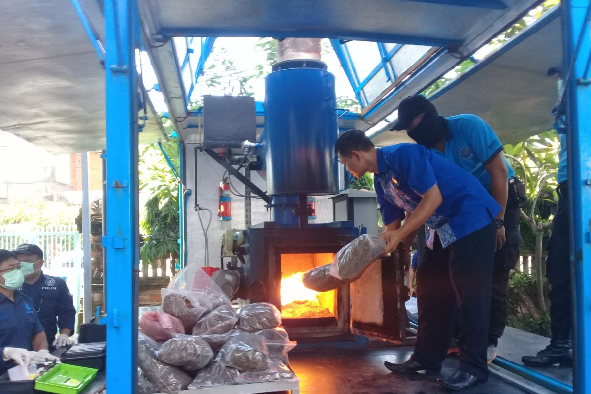 BNN Bali musnahkan 21 kilogram ganja (video)