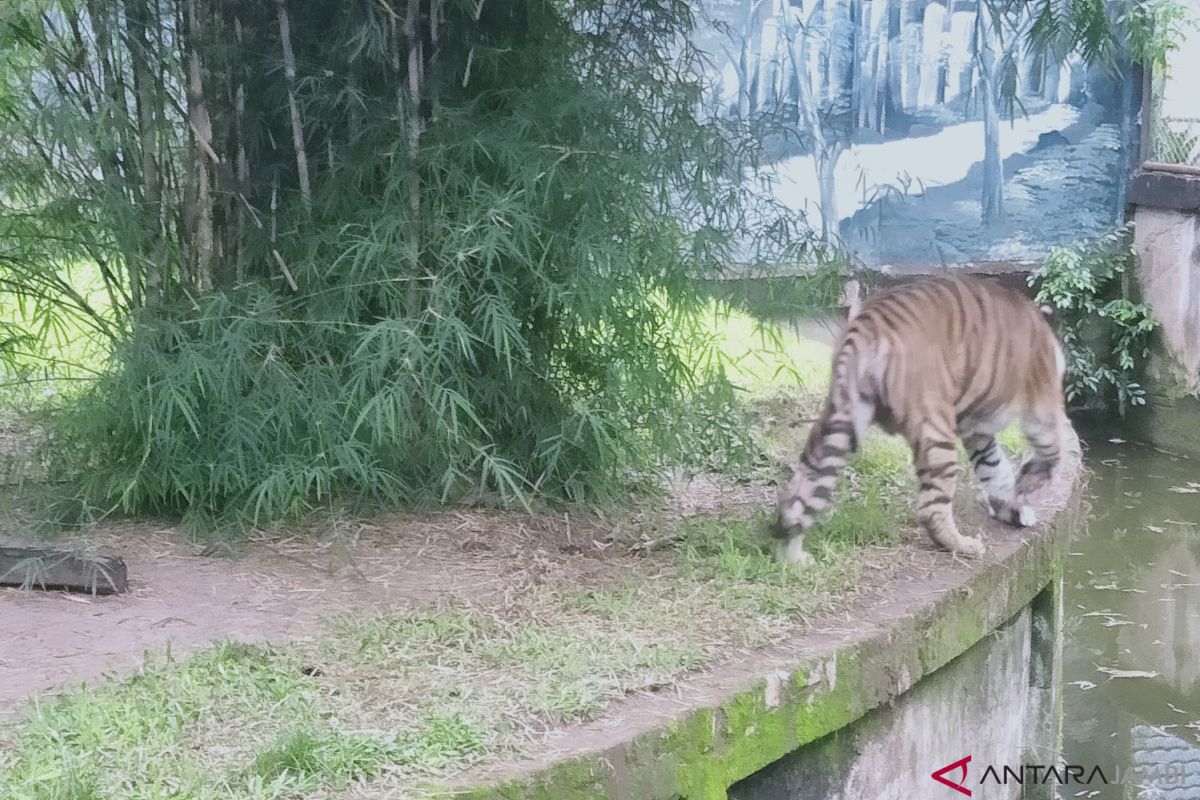 Harimau di Taman Rimba Jambi pincang