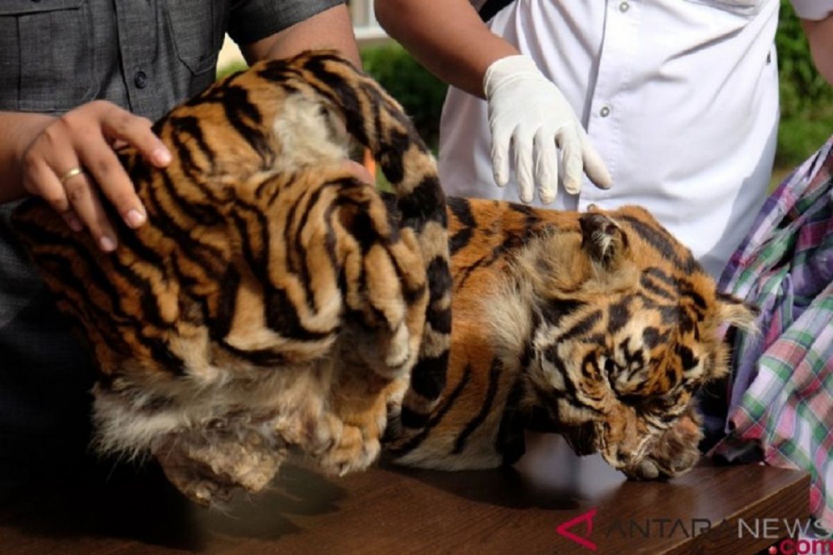 WWF apresiasi tuntutan 4,5 tahun penjara bagi pembunuh harimau sumatera