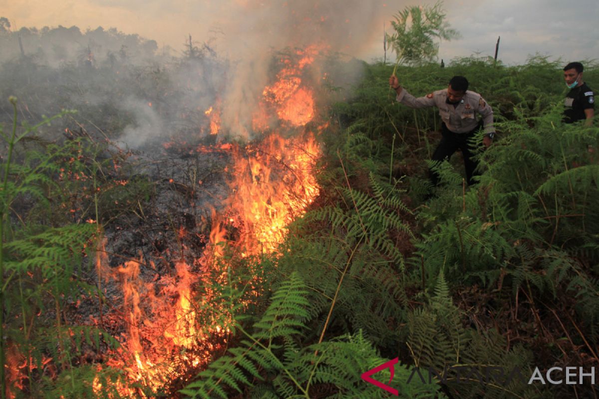 Kebakaran lahan gambut di Aceh Barat meluas