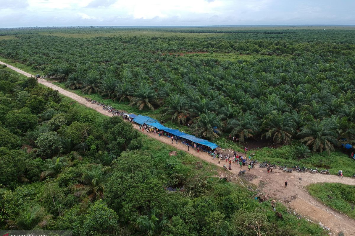 40 ribu hektare sawit di Pasaman Barat tidak pakai bibit unggul