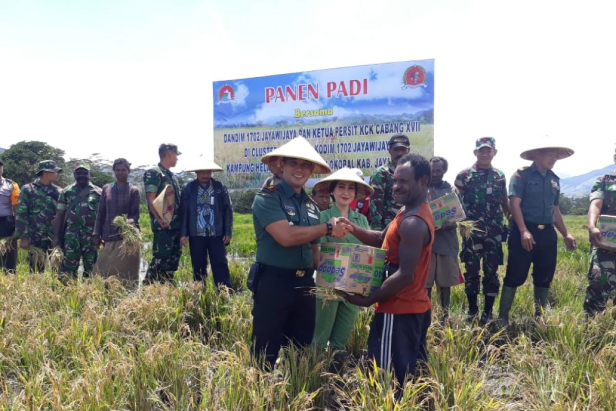 Dandim Jayawijaya bersama warga Kampung Elalua panen padi