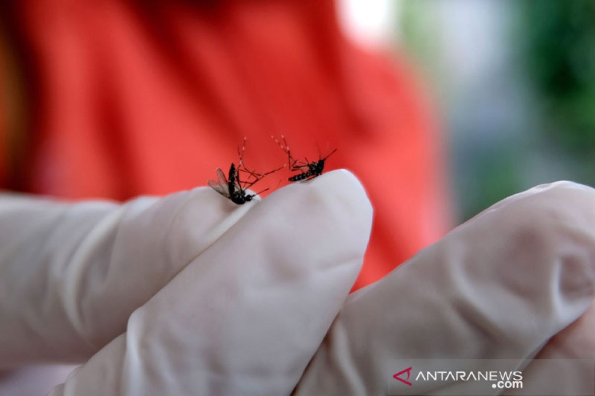 Government's intervention helps control dengue outbreak