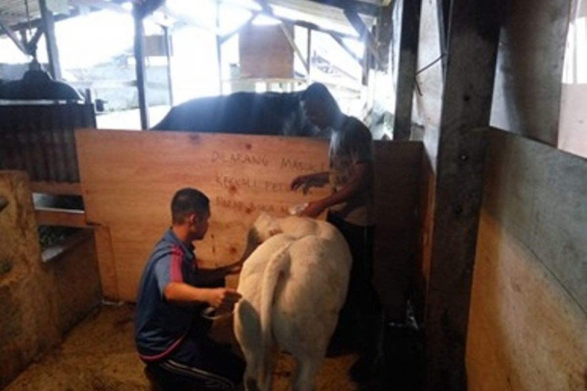 Polbangtan Bogor kembangkan sapi Belgian Blue