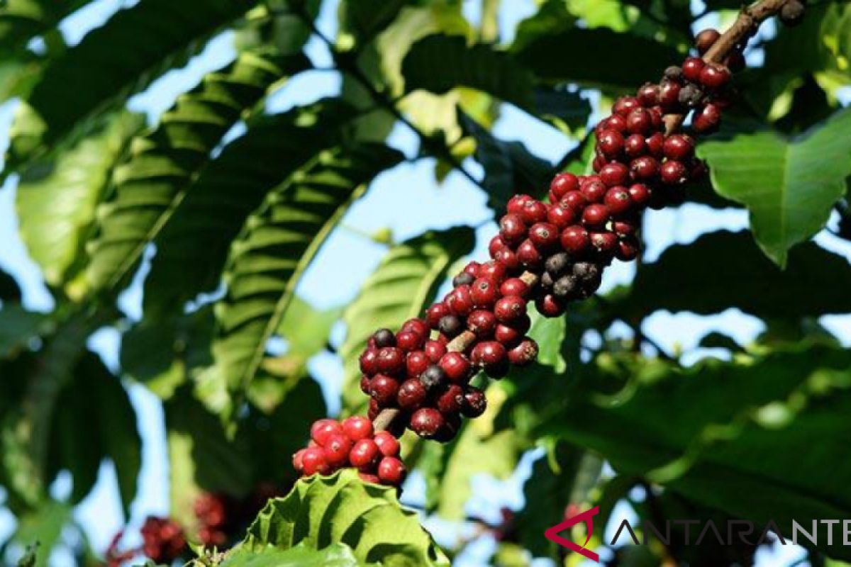 Cita rasa kopi Tambora dalam guratan sejarah