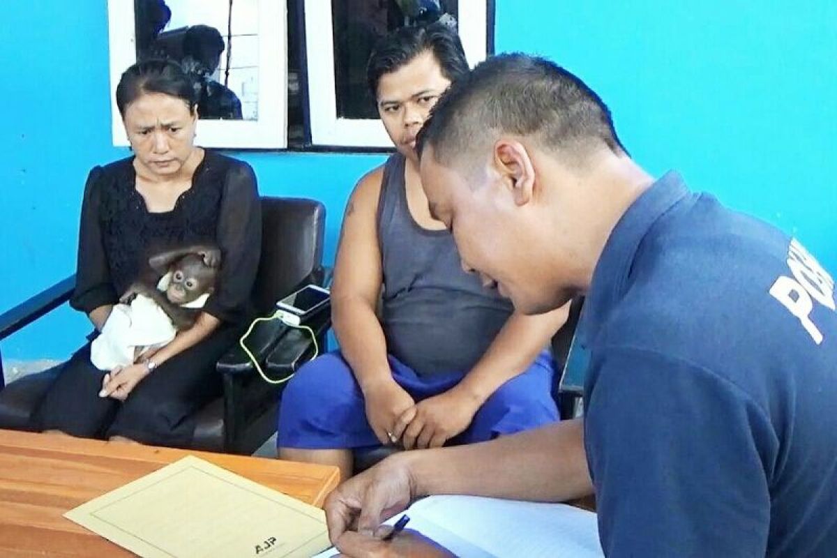 Penjual kain keliling rela keluarkan biaya demi selamatkan anak orangutan