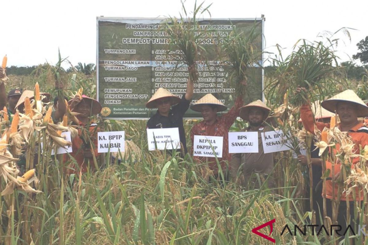 Jagung dengan benih BPTP Kalbar hasilkan 6 ton