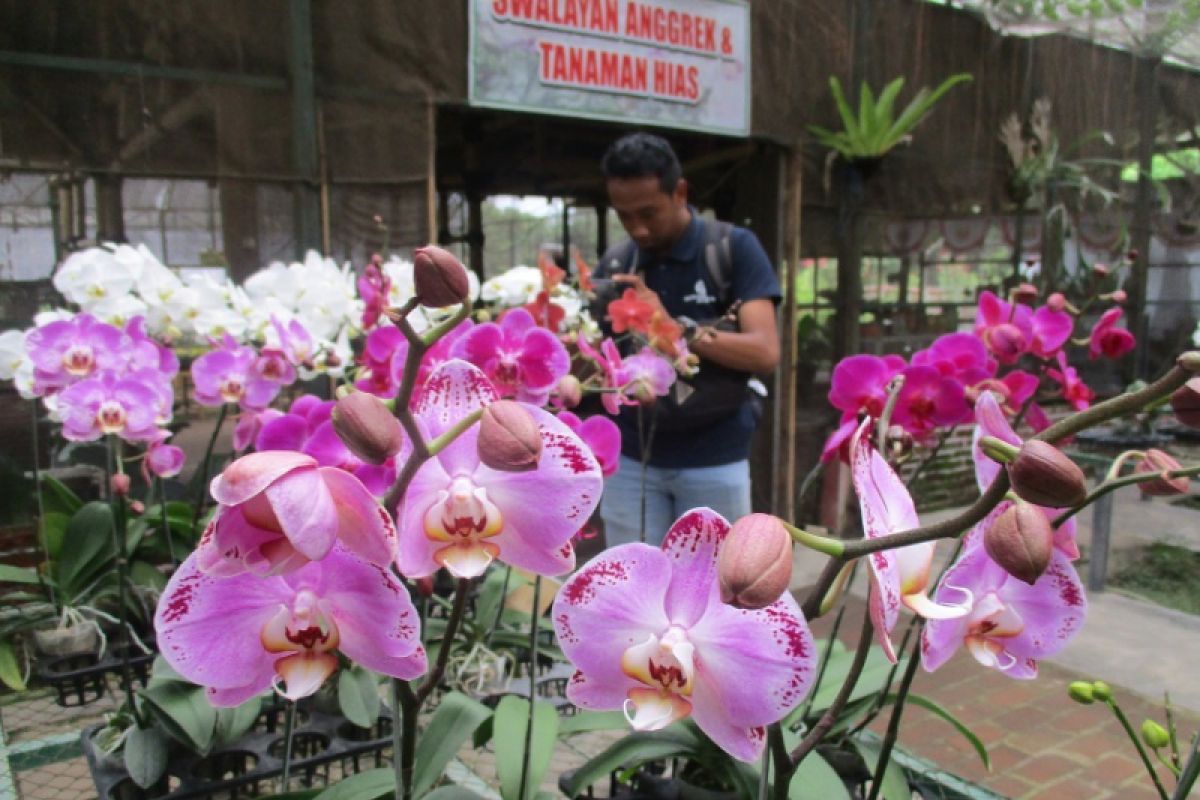 Kampung Anggrek Kediri Targetkan Produksi  Hingga 300 Ribu Setahun